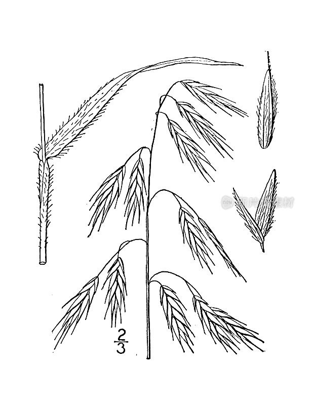 古董植物学植物插图:Bromus Kalmii, Kalm的象棋